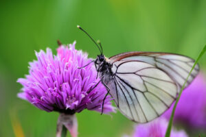 Butterfly Fight